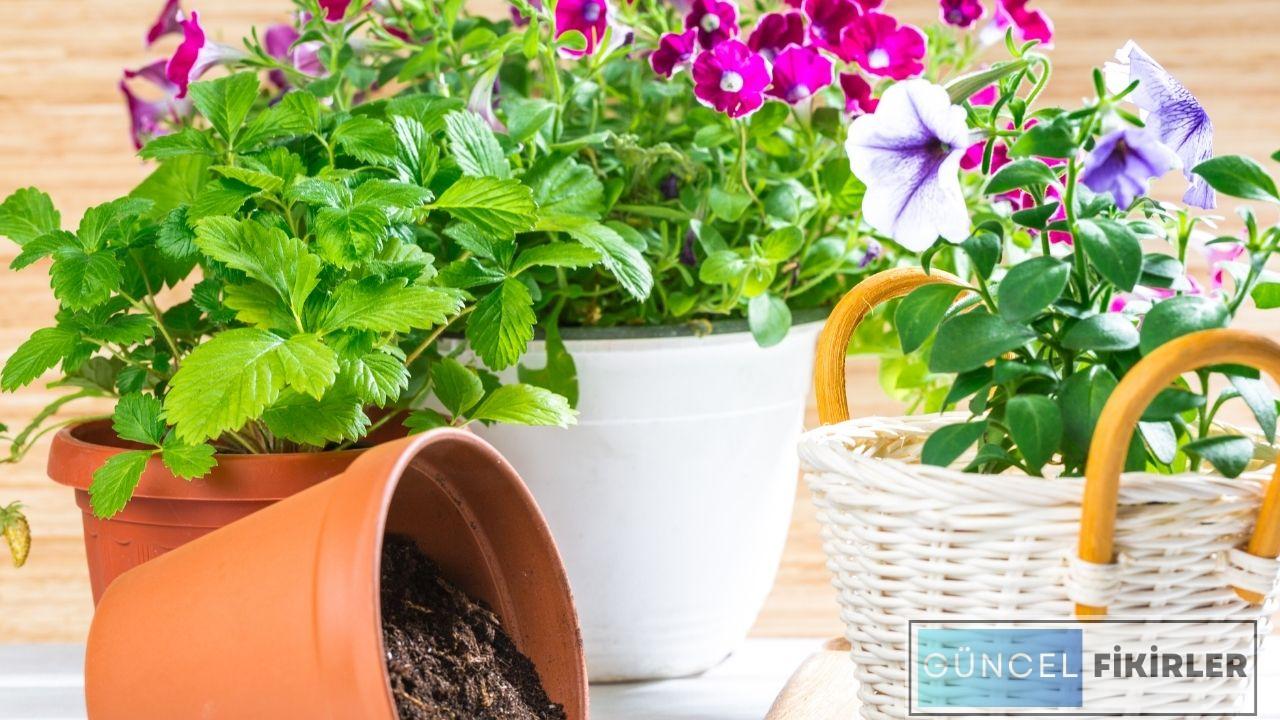 Çiçek Yetiştiriciliği İle Para Kazanma 1 Çiçek Yetiştiriciliği İle Para Kazanma