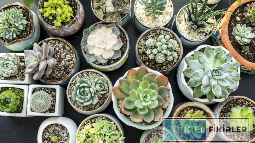 İş Arkadaşına Hediye Fikirleri 2 image 48