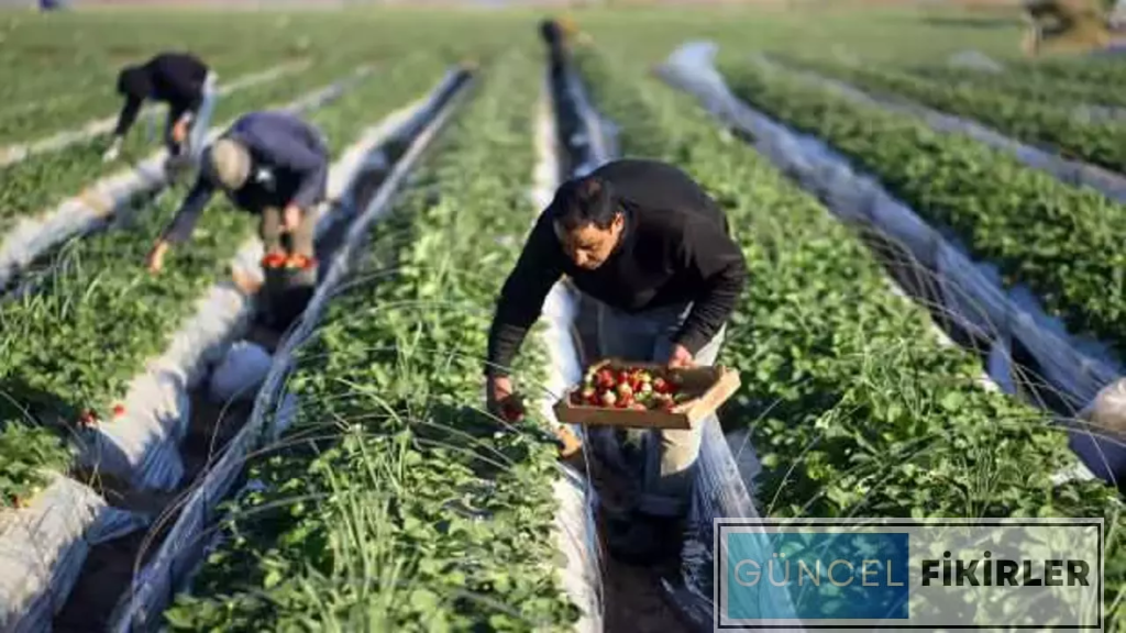 Organik Tarım İşletmeciliği Maaşları 2 image 105