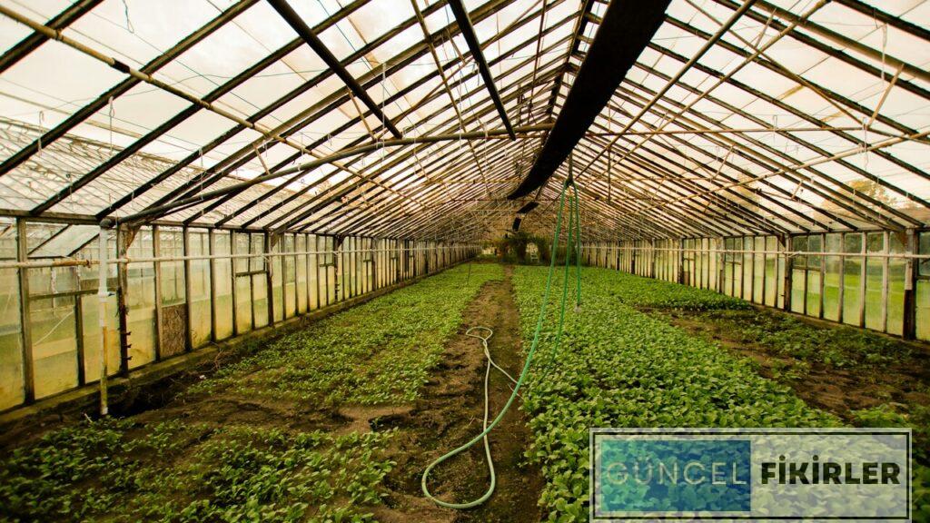 Serada Para Kazandıran İşler 2024 3 Serada Para Kazandıran İşler 2024