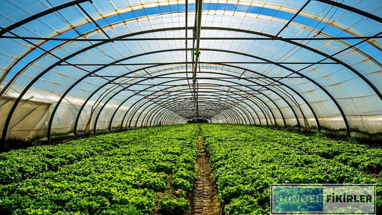 Serada Para Kazandıran İşler 2024 1 Serada Para Kazandıran İşler 2024