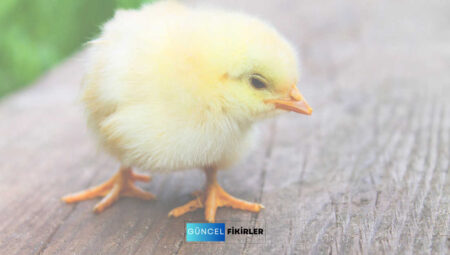 Civciv Üretimiyle Para Kazanmanın Sırları: Henüz Denemediyseniz Eşsiz Fırsatlar! 13 Civciv Üretimiyle Para Kazanmanın Sırları: Henüz Denemediyseniz Eşsiz Fırsatlar!