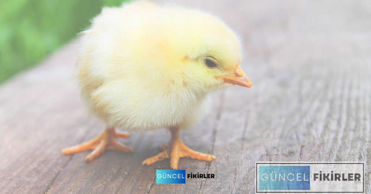 Civciv Üretimiyle Para Kazanmanın Sırları: Henüz Denemediyseniz Eşsiz Fırsatlar! 1 civciv uretimi yaparak para kazanmak 298.jpeg c30ed448efc11ac2eb056474cbc4df6f